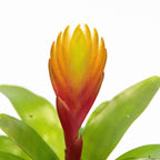 Sabia de foc - Set de 3 - Tillandsia Vriesea 'Dorado' - Înălțime 15-25cm - ø7cm