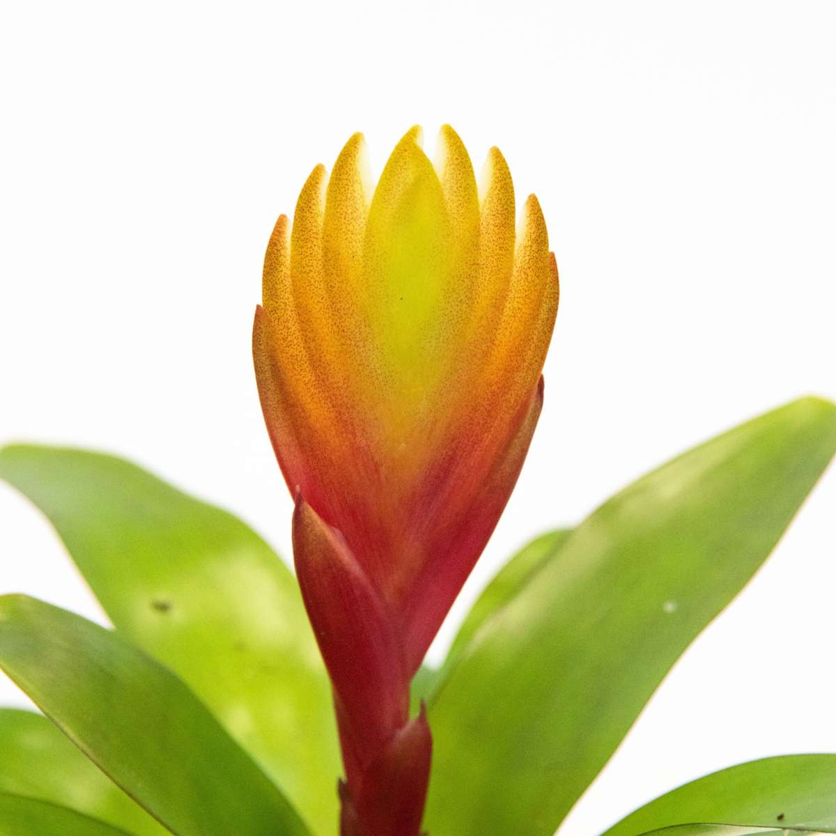 Sabia de foc - Set de 3 - Tillandsia Vriesea 'Dorado' - Înălțime 15-25cm - ø7cm