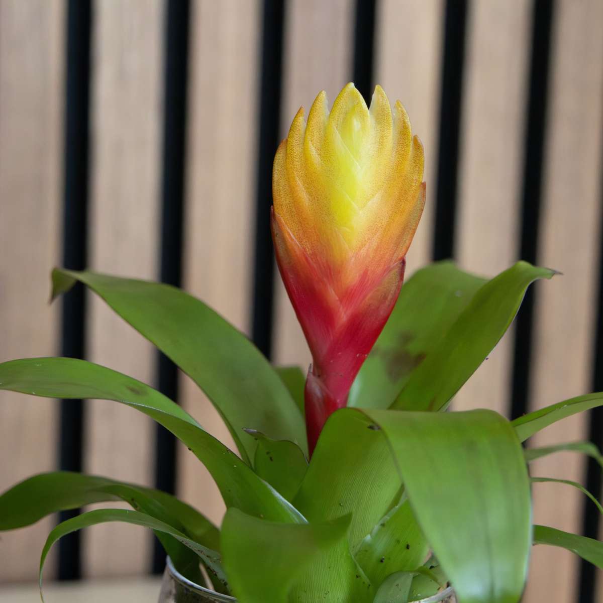 Sabia de foc - Set de 3 - Tillandsia Vriesea 'Dorado' - Înălțime 15-25cm - ø7cm
