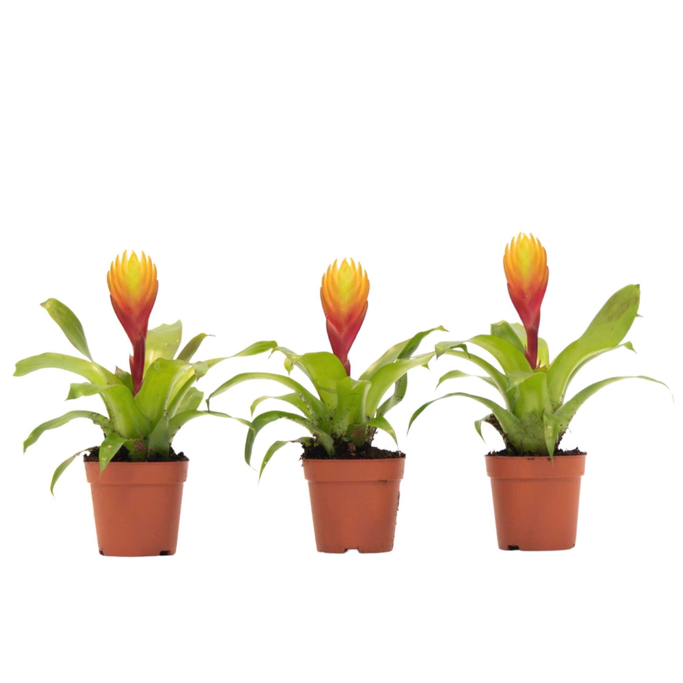 Sabia de foc - Set de 3 - Tillandsia Vriesea 'Dorado' - Înălțime 15-25cm - ø7cm