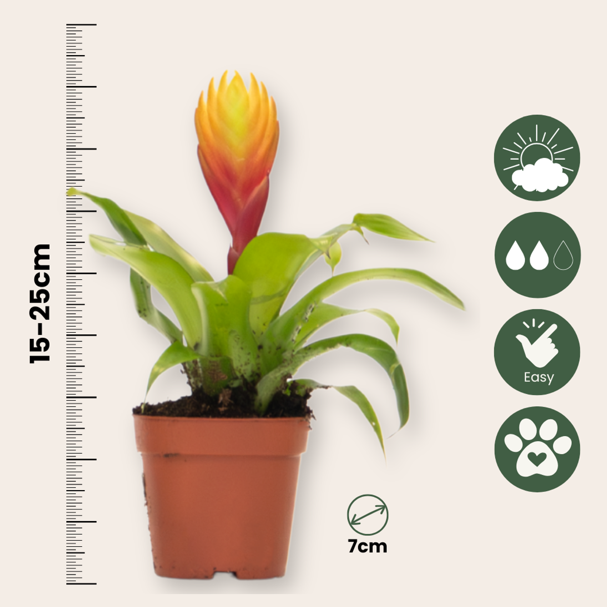 Sabia de foc - Set de 3 - Tillandsia Vriesea 'Dorado' - Înălțime 15-25cm - ø7cm