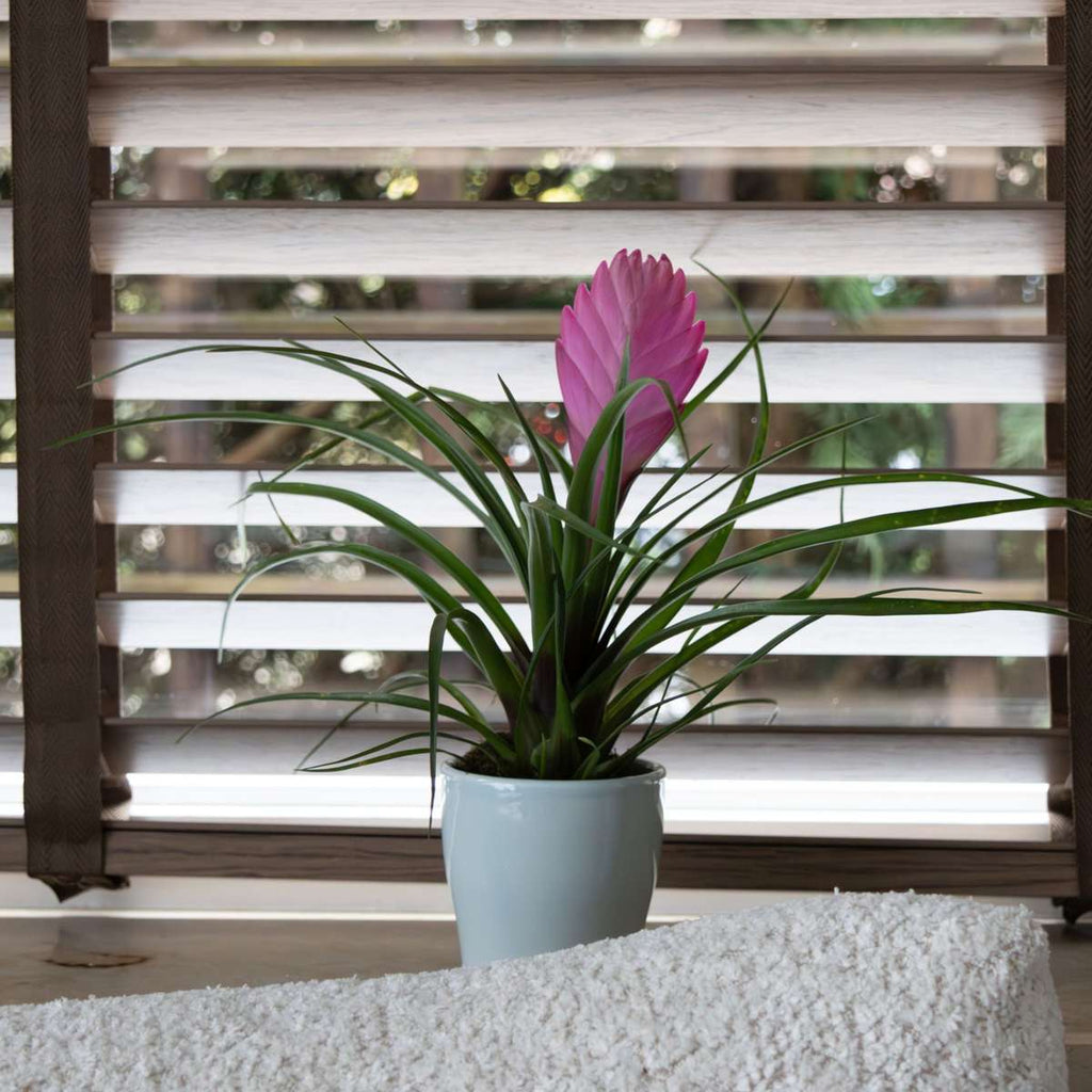 Tillandsia cyanea ‘Pastel’ – Set de 3 cu ghiveci – Înălțime 20–30cm – ø7cm