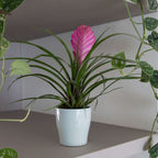 Tillandsia cyanea ‘Pastel’ – Set de 3 cu ghiveci – Înălțime 20–30cm – ø7cm