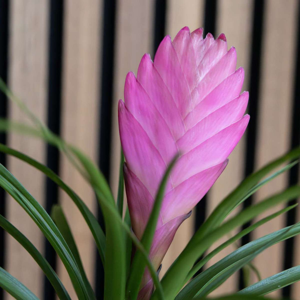 Tillandsia cyanea ‘Pastel’ – Set de 3 cu ghiveci – Înălțime 20–30cm – ø7cm