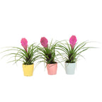 Tillandsia cyanea ‘Pastel’ – Set de 3 cu ghiveci – Înălțime 20–30cm – ø7cm