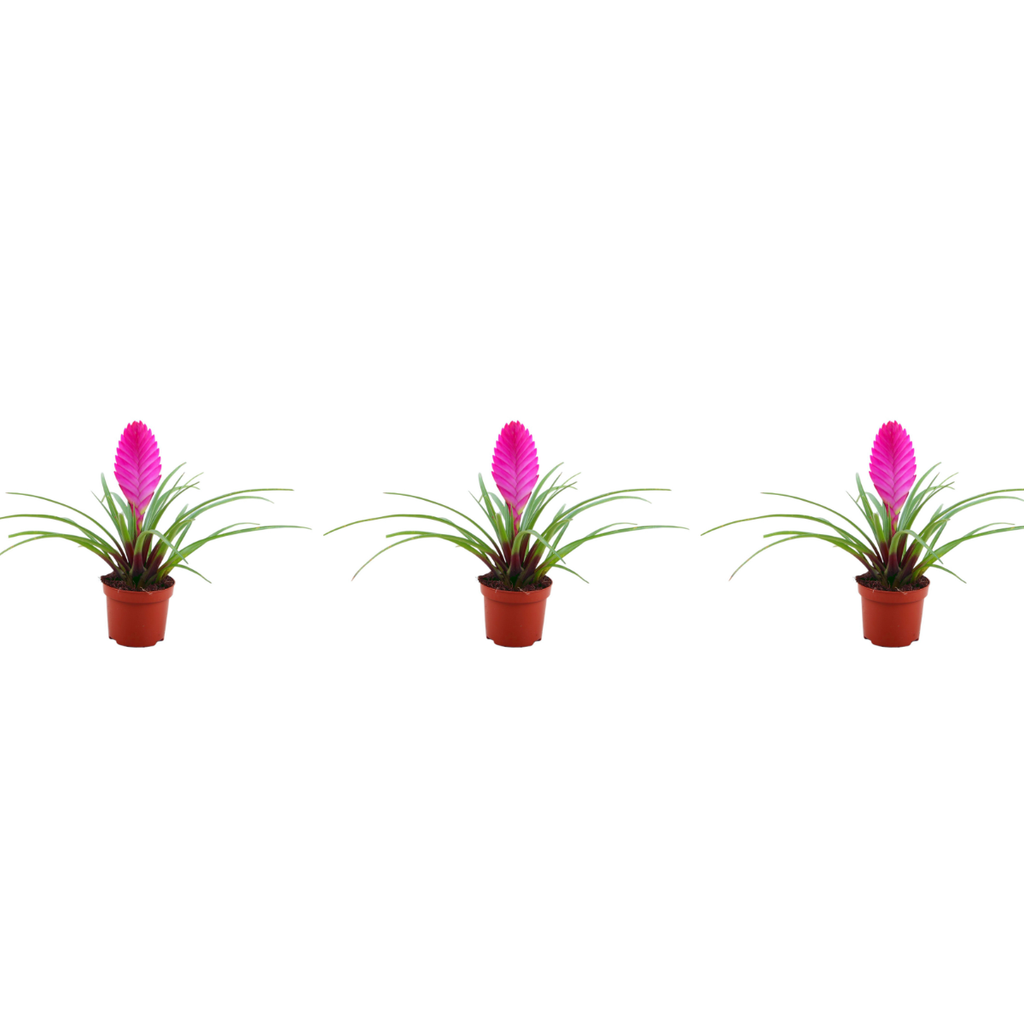 Tillandsia cyanea 'Pastel' – Set de 3 – Înălțime 20–25 cm – ø9 cm