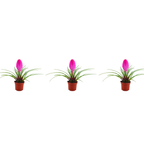 Tillandsia cyanea 'Pastel' – Set de 3 – Înălțime 20–25 cm – ø9 cm