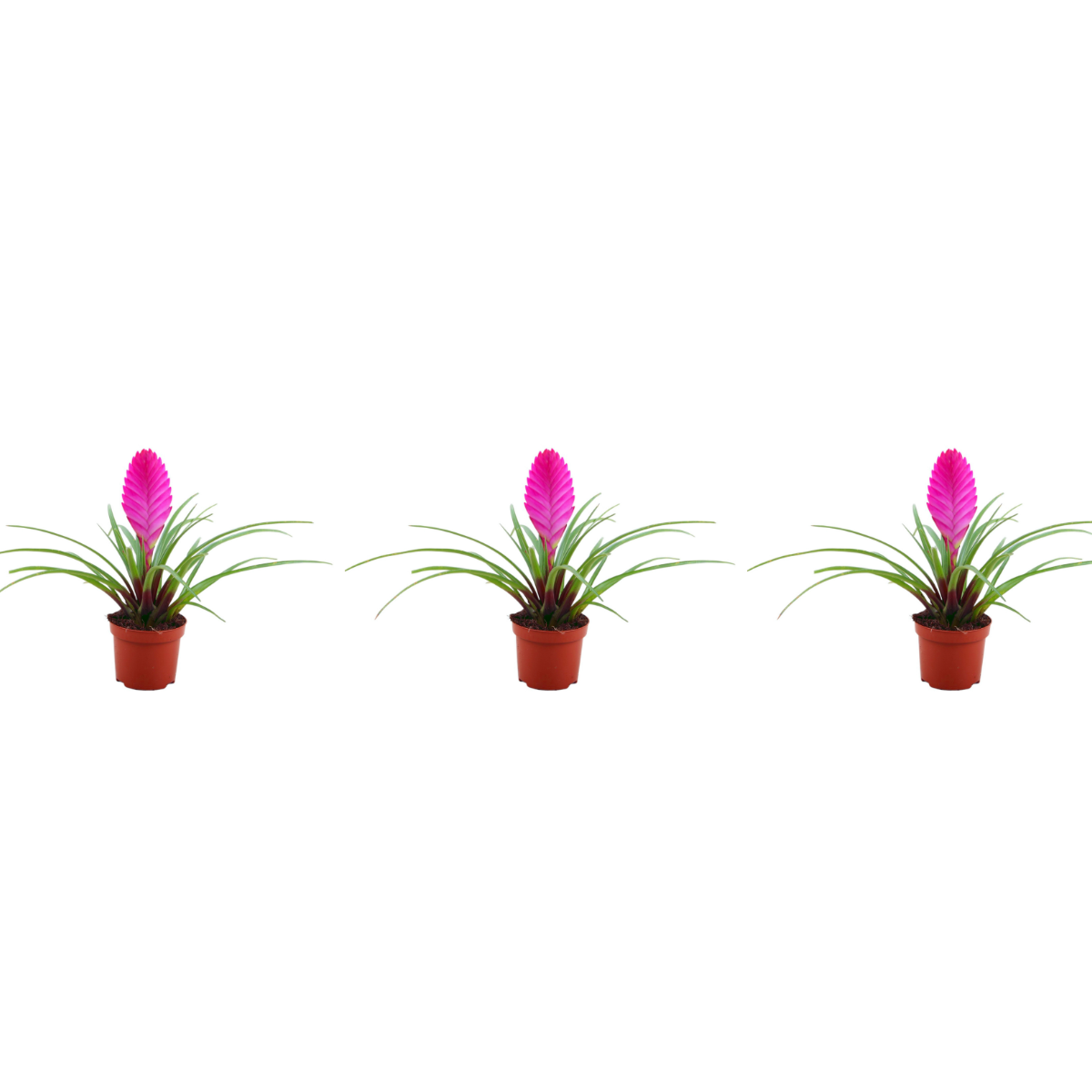 Tillandsia cyanea 'Pastel' – Set de 3 – Înălțime 20–25 cm – ø9 cm