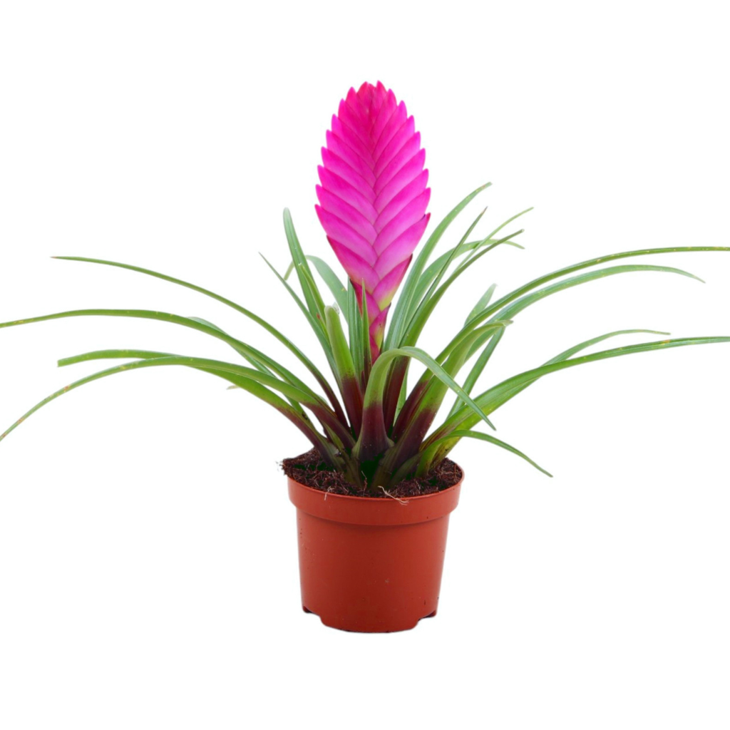 Tillandsia cyanea 'Pastel' – Set de 3 – Înălțime 20–25 cm – ø9 cm