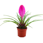 Tillandsia cyanea 'Pastel' – Set de 3 – Înălțime 20–25 cm – ø9 cm