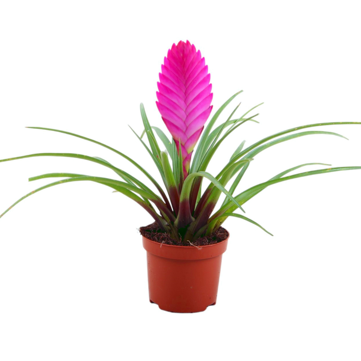 Tillandsia cyanea 'Pastel' – Set de 3 – Înălțime 20–25 cm – ø9 cm