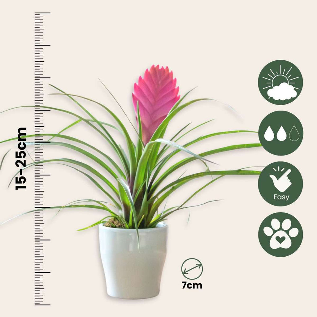 Tillandsia cyanea ‘Pastel’ – Set de 3 cu ghiveci – Înălțime 20–30cm – ø7cm