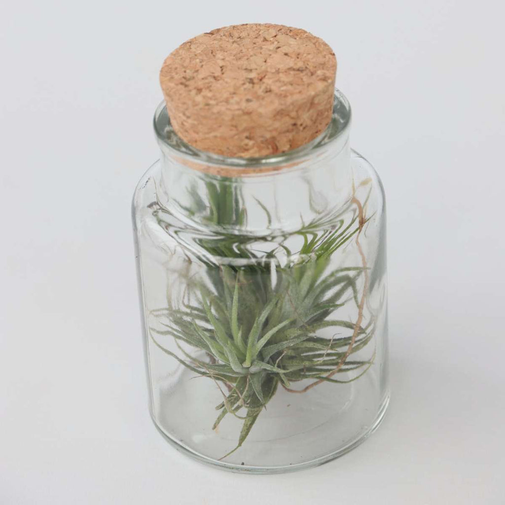 Planta aeriană - 3 buc - Tillandsia - Înălţime 5-15cm - ⌀5cm