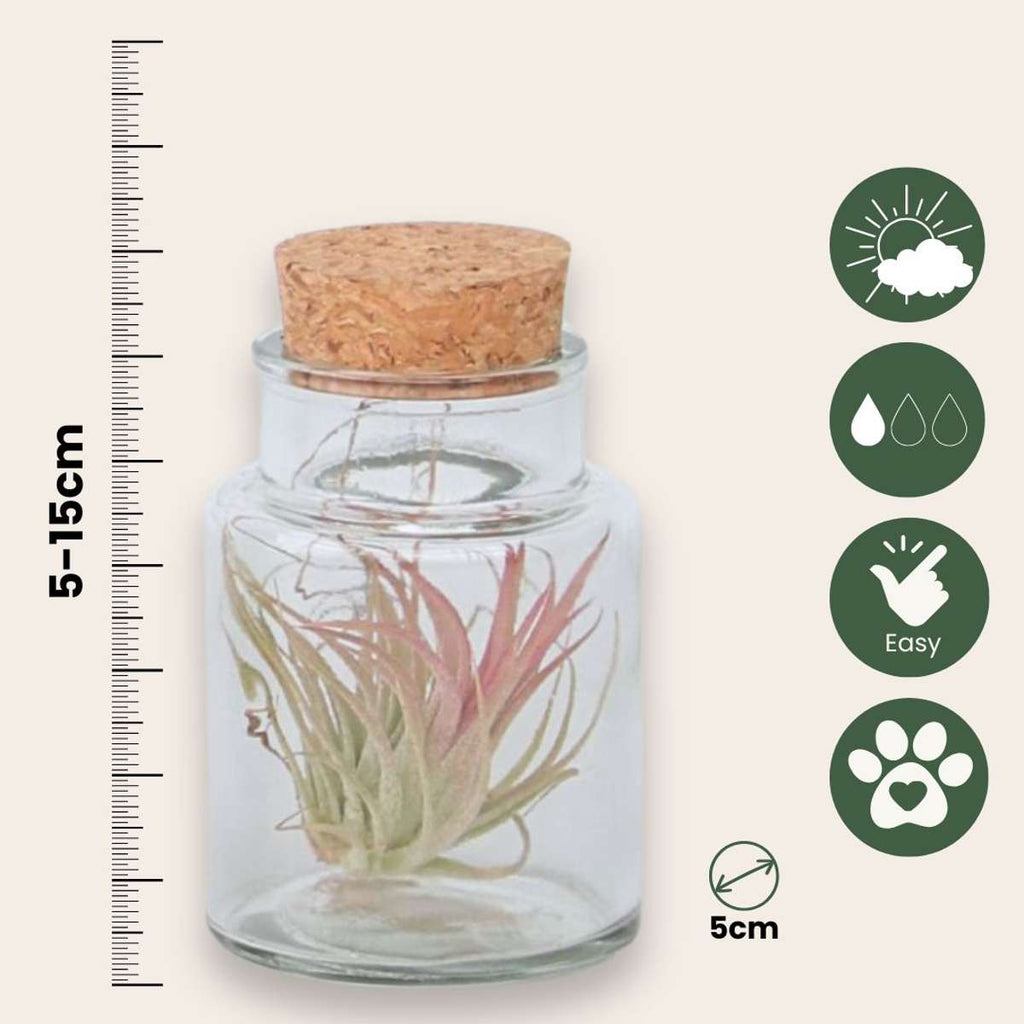 Planta aeriană - 3 buc - Tillandsia - Înălţime 5-15cm - ⌀5cm