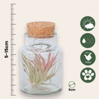 Planta aeriană - 3 buc - Tillandsia - Înălţime 5-15cm - ⌀5cm