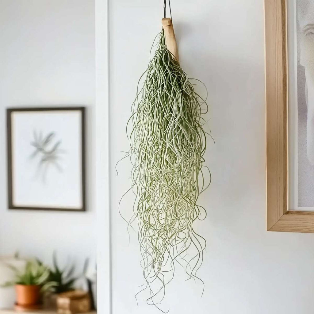 Planta aeriană - 3 buc - Tillandsia usneoides - Înălţime 25-40cm - ⌀5cm