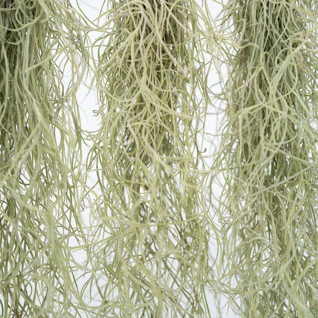 Planta aeriană - 3 buc - Tillandsia usneoides - Înălţime 25-40cm - ⌀5cm
