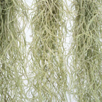 Planta aeriană - 3 buc - Tillandsia usneoides - Înălţime 25-40cm - ⌀5cm