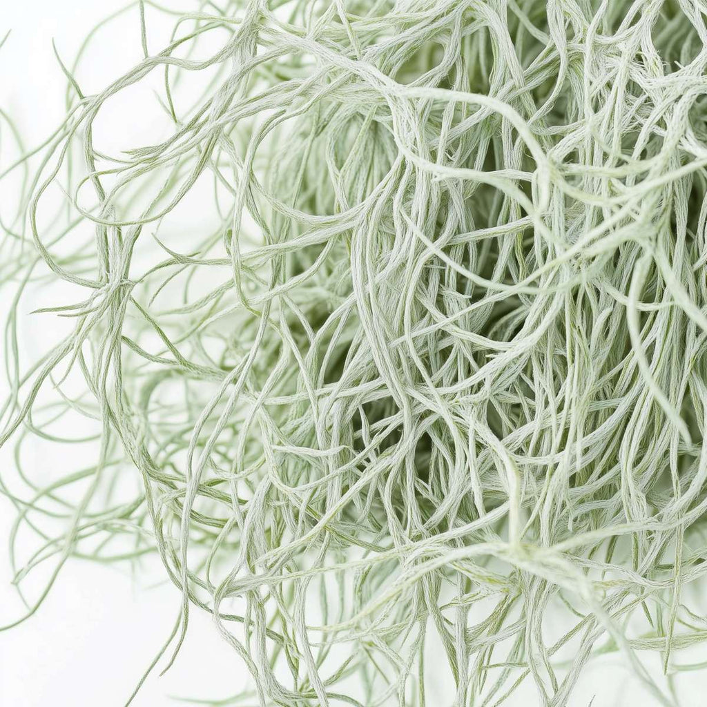 Planta aeriană - 3 buc - Tillandsia usneoides - Înălţime 25-40cm - ⌀5cm