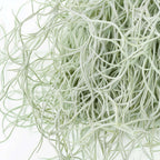 Planta aeriană - 3 buc - Tillandsia usneoides - Înălţime 25-40cm - ⌀5cm