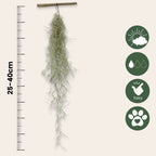 Planta aeriană - 3 buc - Tillandsia usneoides - Înălţime 25-40cm - ⌀5cm