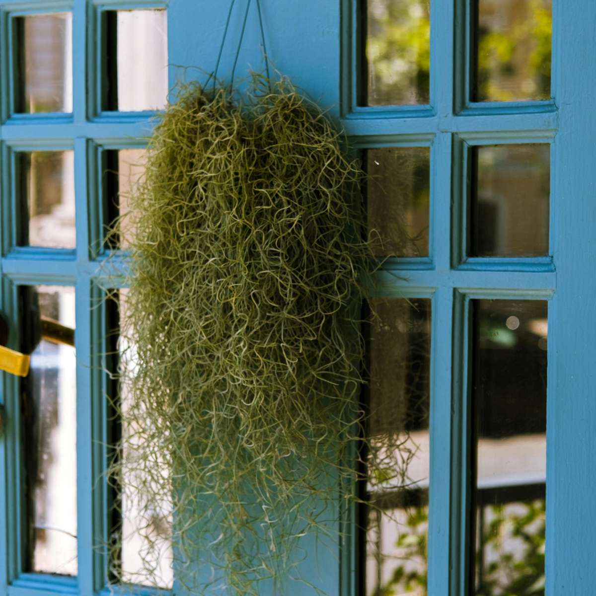 Planta aeriană - 6 buc - Tillandsia usneoides - Înălţime 25-40cm - ⌀5cm