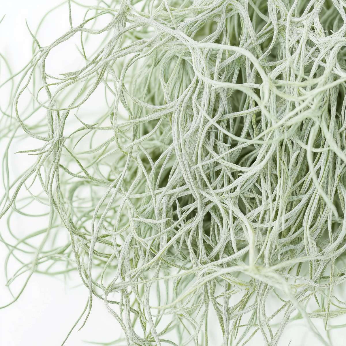 Planta aeriană - 6 buc - Tillandsia usneoides - Înălţime 25-40cm - ⌀5cm