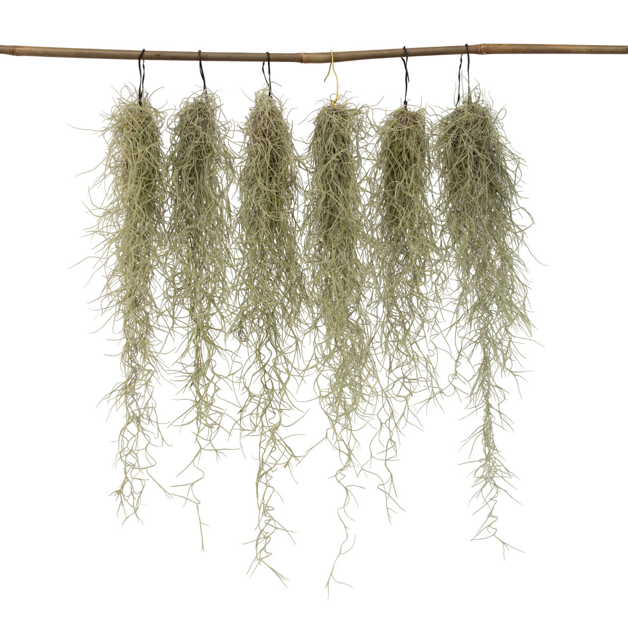 Planta aeriană - 6 buc - Tillandsia usneoides - Înălţime 25-40cm - ⌀5cm
