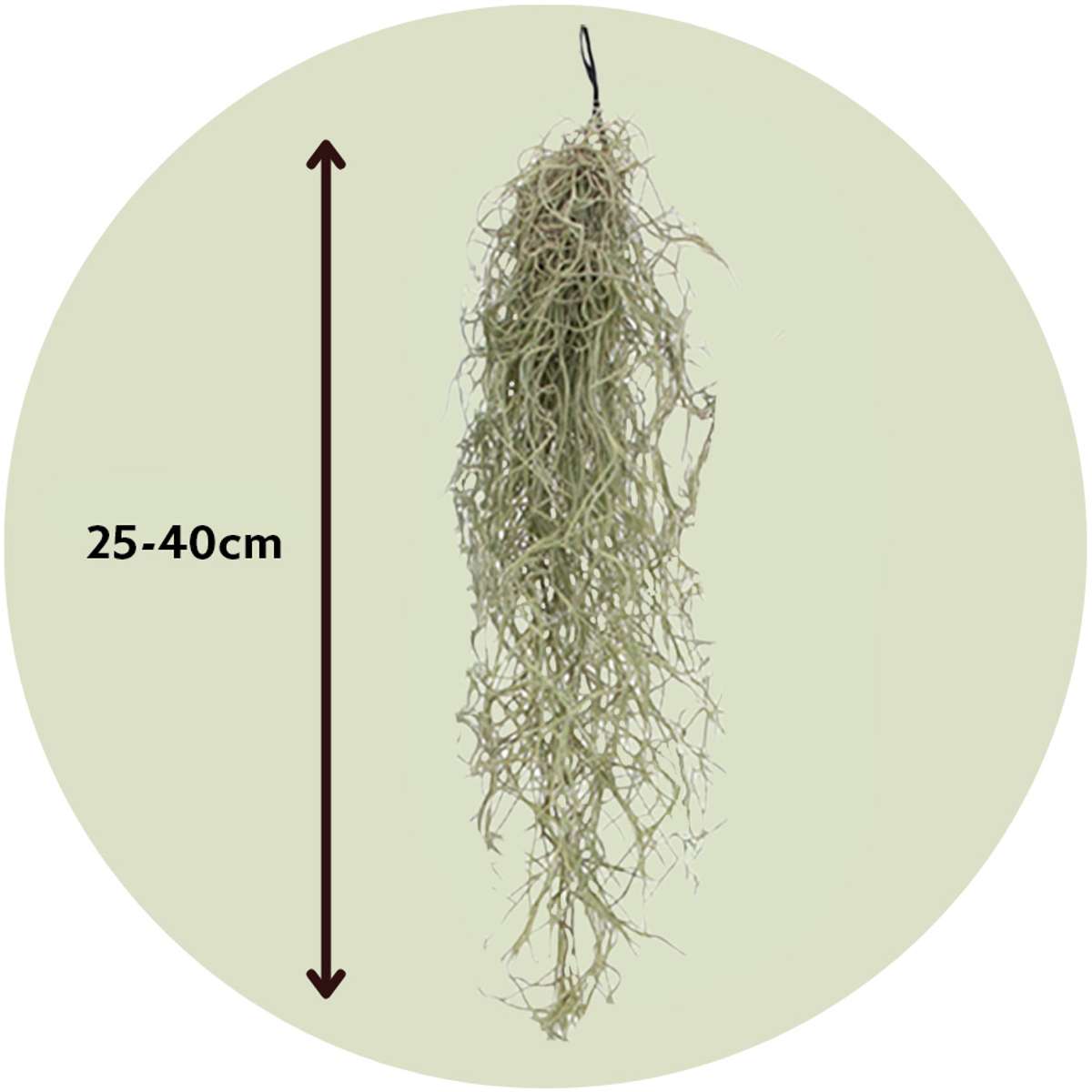Planta aeriană - 6 buc - Tillandsia usneoides - Înălţime 25-40cm - ⌀5cm