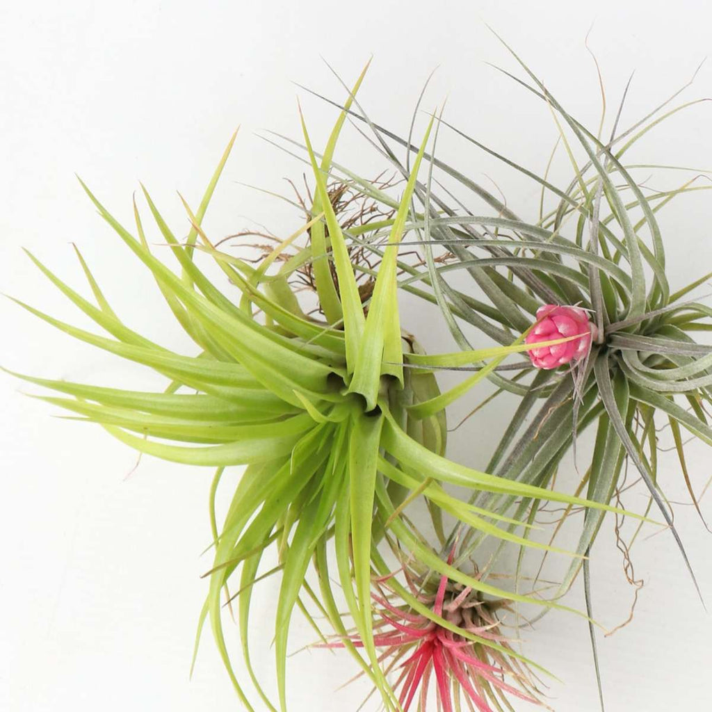Planta aeriană - 3 buc - Tillandsia - Înălţime 5-15cm - ⌀5cm