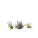 Planta aeriană - 3 buc - Tillandsia - Înălţime 5-15cm - ⌀5cm