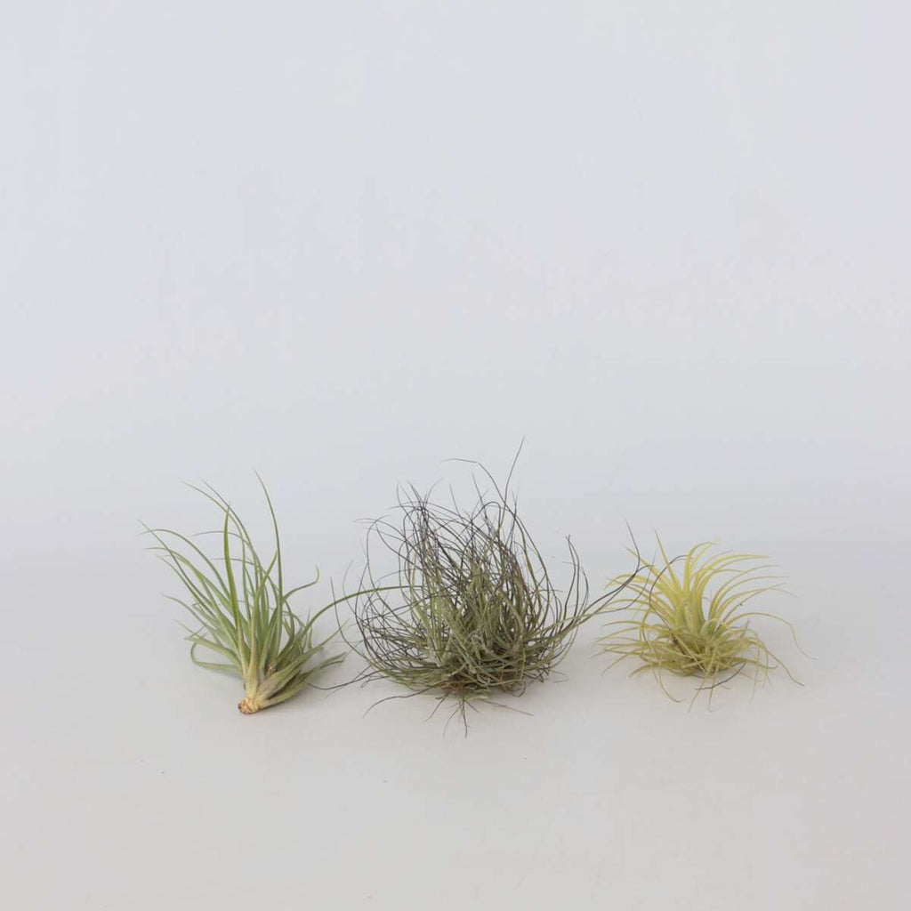 Planta aeriană - 6 buc - Tillandsia - Înălţime 5-15cm - ⌀5cm