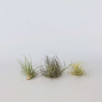 Planta aeriană - 6 buc - Tillandsia - Înălţime 5-15cm - ⌀5cm