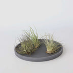 Planta aeriană - 10 buc - Tillandsia - Înălţime 5-15cm - ⌀5cm