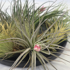 Planta aeriană - 12 buc - Tillandsia - Înălţime 5-15cm - ⌀5cm