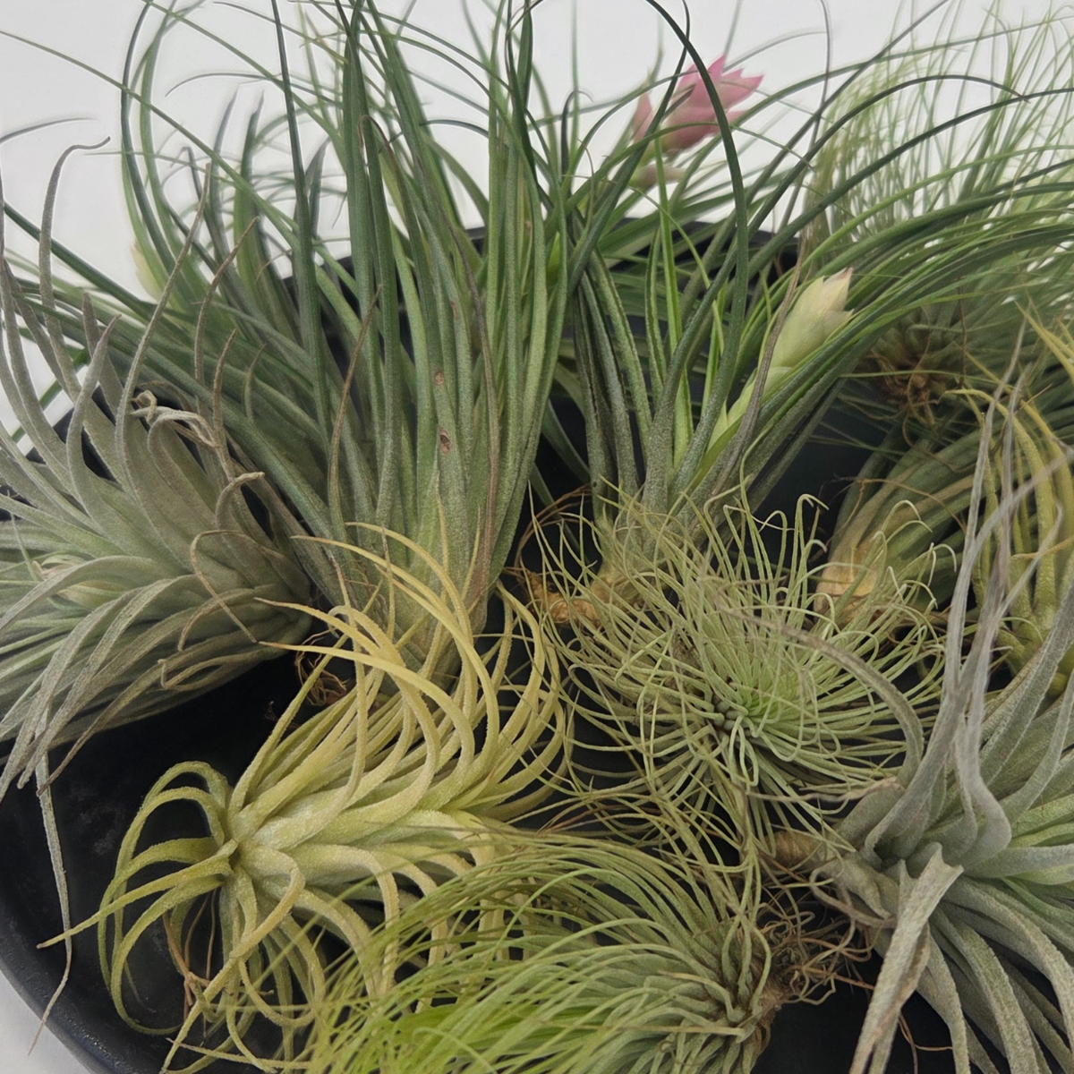 Planta aeriană - 12 buc - Tillandsia - Înălţime 5-15cm - ⌀5cm