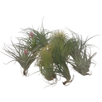 Planta aeriană - 12 buc - Tillandsia - Înălţime 5-15cm - ⌀5cm