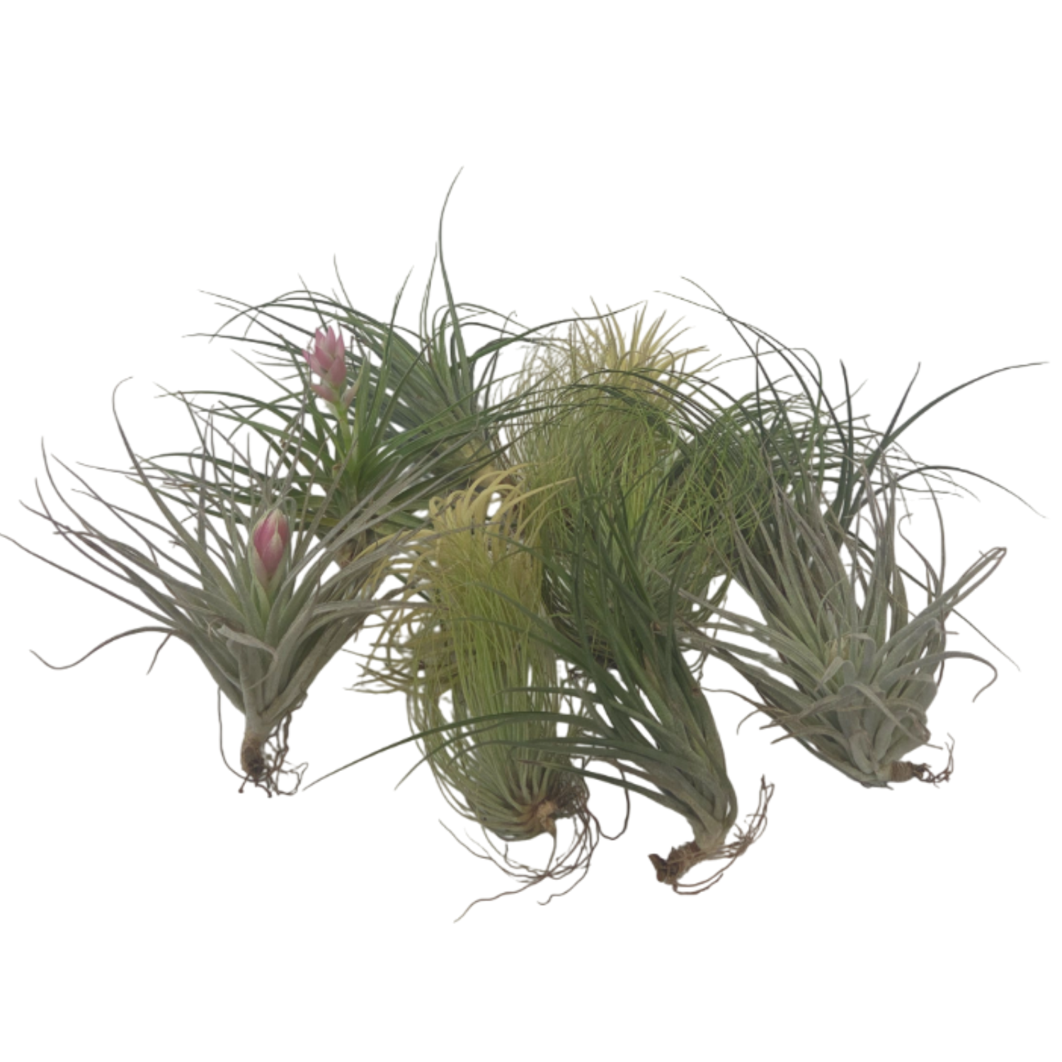 Planta aeriană - 12 buc - Tillandsia - Înălţime 5-15cm - ⌀5cm
