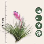 Planta aeriană - 12 buc - Tillandsia - Înălţime 5-15cm - ⌀5cm