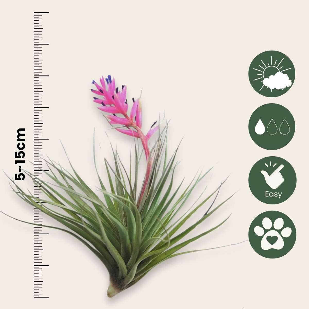 Planta aeriană - 12 buc - Tillandsia - Înălţime 5-15cm - ⌀5cm