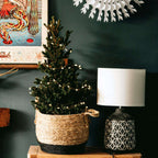 Mini brad - Picea glauca conica 'December' - Înălțime 55-65cm - ø21cm