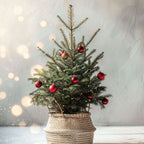 Mini brad - Picea glauca conica 'December' - Înălțime 55-65cm - ø21cm