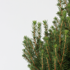 Mini brad - Picea glauca conica 'December' - Înălțime 55-65cm - ø21cm