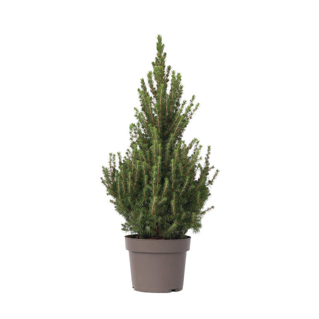 Mini brad - Picea glauca conica 'December' - Înălțime 55-65cm - ø21cm