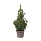 Mini brad - Picea glauca conica 'December' - Înălțime 55-65cm - ø21cm