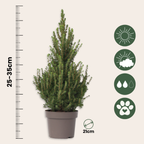 Mini brad - Picea glauca conica 'December' - Înălțime 55-65cm - ø21cm