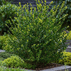 Laur japonez - 48 buc - Ilex crenata 'Jenny' - Înălţime 10-20cm - ⌀9cm