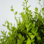 Laur japonez - 48 buc - Ilex crenata 'Jenny' - Înălţime 10-20cm - ⌀9cm