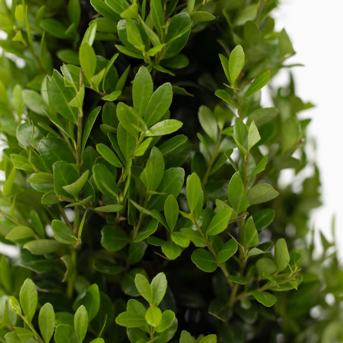 Laur japonez - 48 buc - Ilex crenata 'Jenny' - Înălţime 10-20cm - ⌀9cm