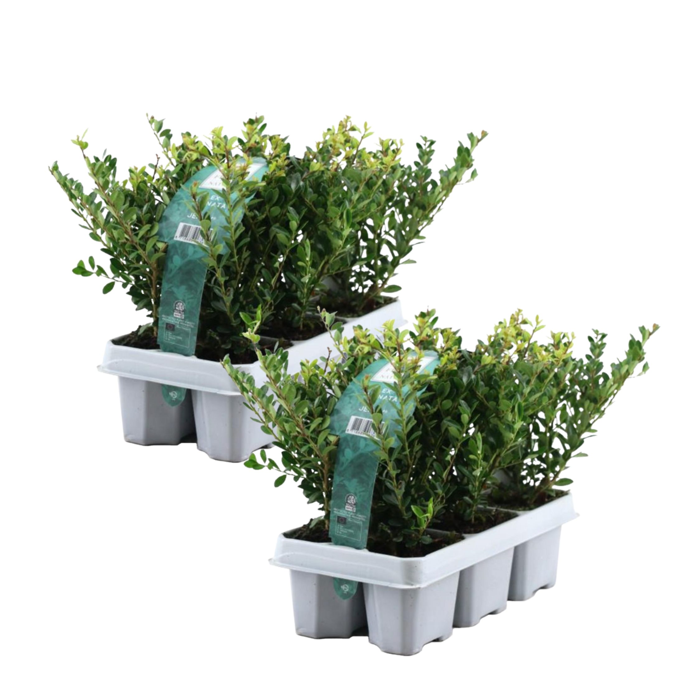 Laur japonez - 48 buc - Ilex crenata 'Jenny' - Înălţime 10-20cm - ⌀9cm